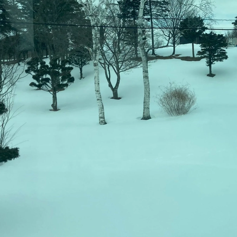 雪が積もった冬の森の風景